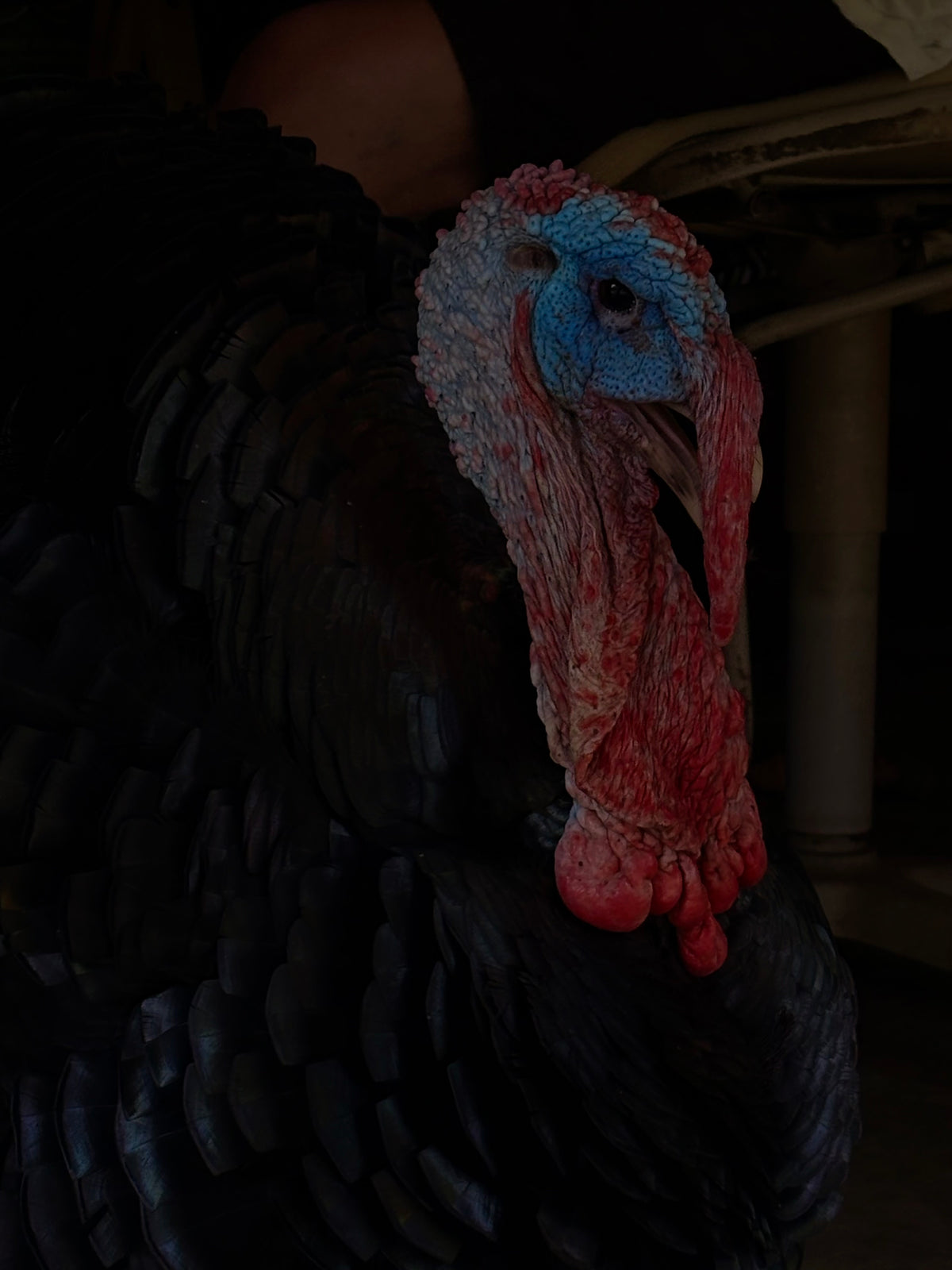 Turkey