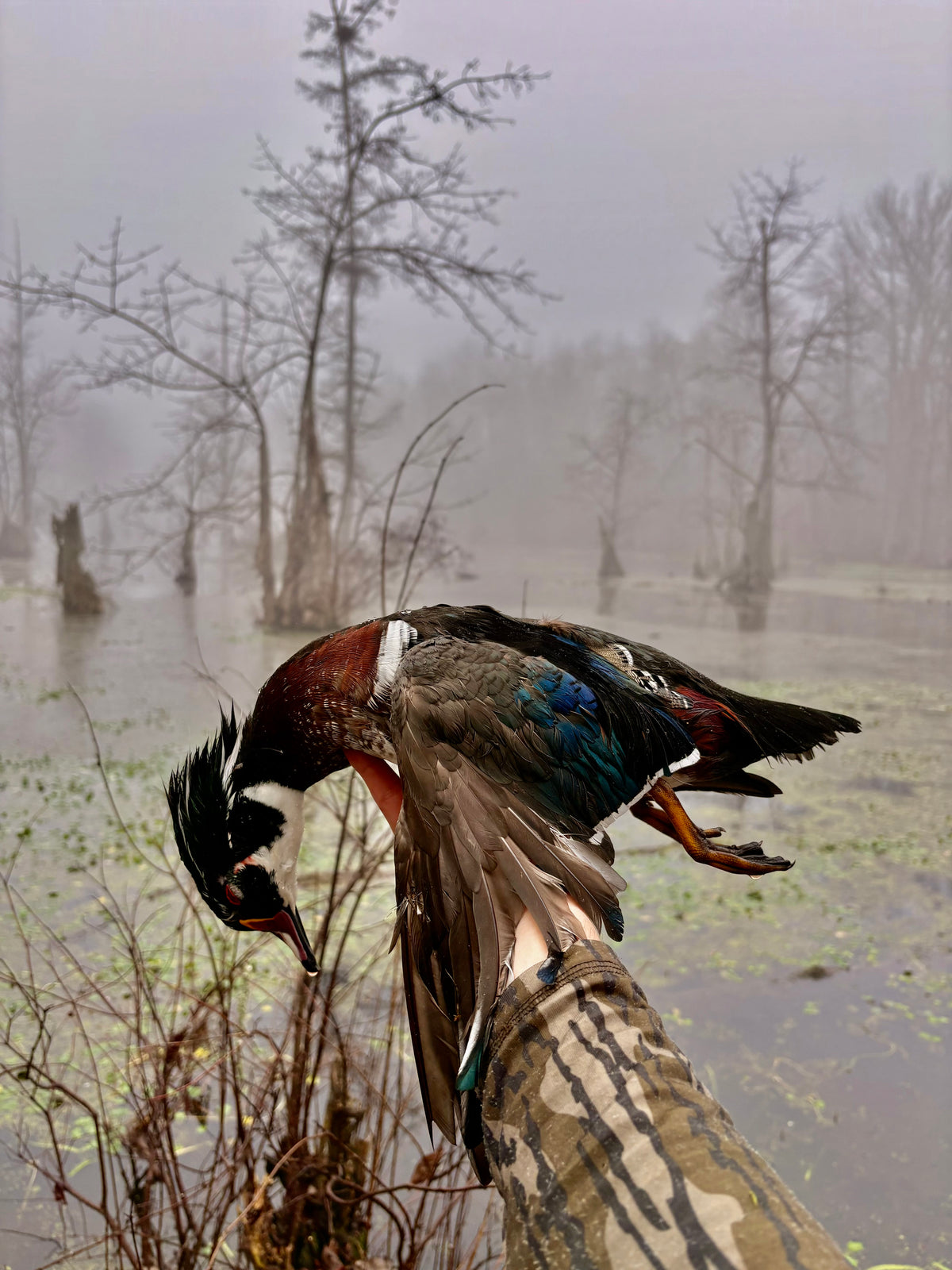 Duck