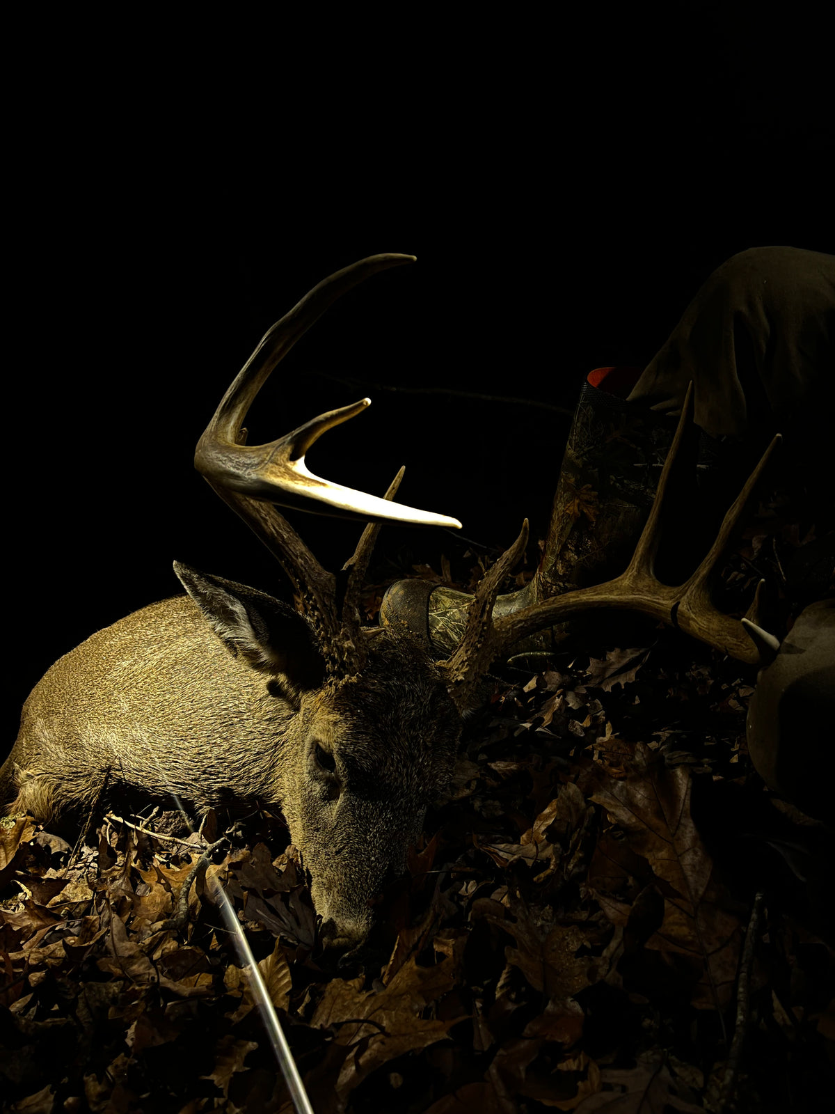 Deer